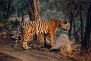 Bengalischer Tiger im NP Ranthambore